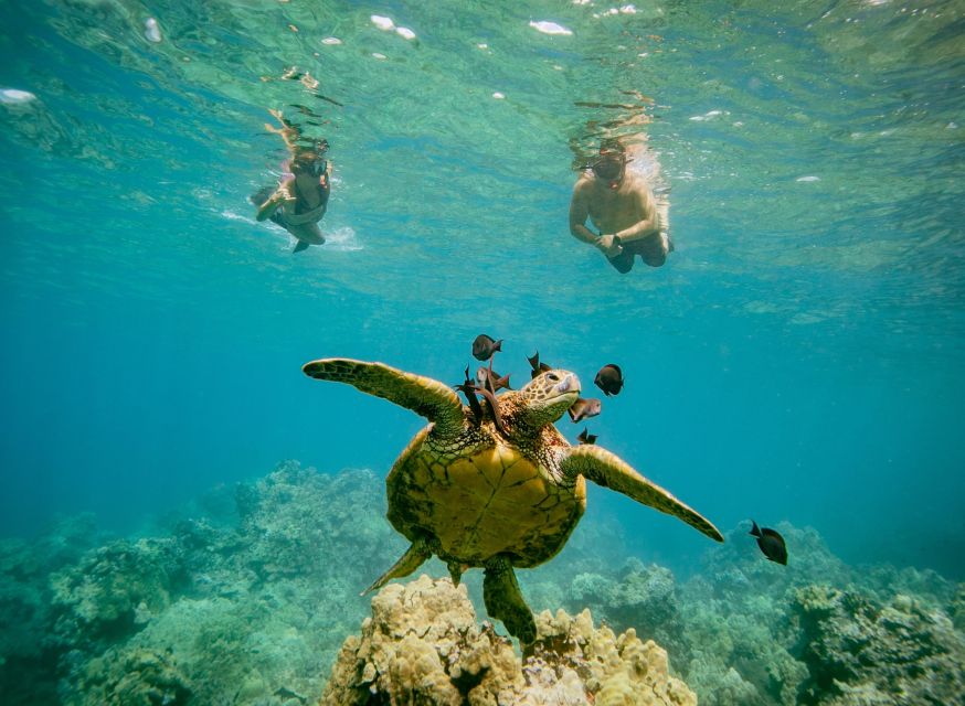 From Maalaea: Turtle Town 3-Hour Snorkel and Sail Adventure - Price and value: is $139 per person fair?