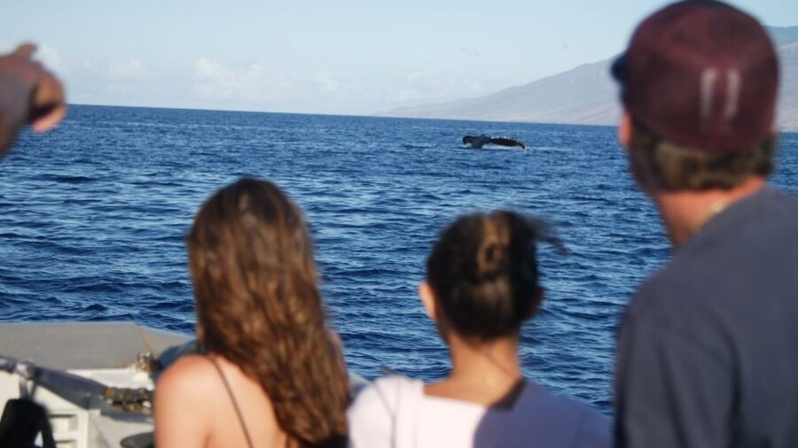 From Maalaea: Whale Watching Catamaran Cruise with Drinks - Price and value: is $69 worth it for two hours on the water?