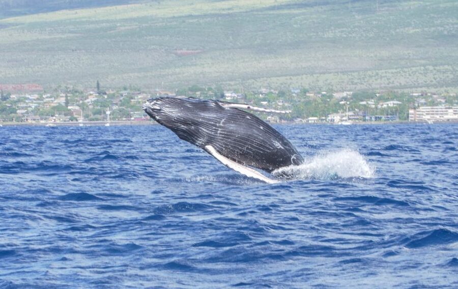 From Maalaea: Whale Watching Catamaran Cruise with Drinks - Dec–Mar humpback season: why this timing matters on Maui
