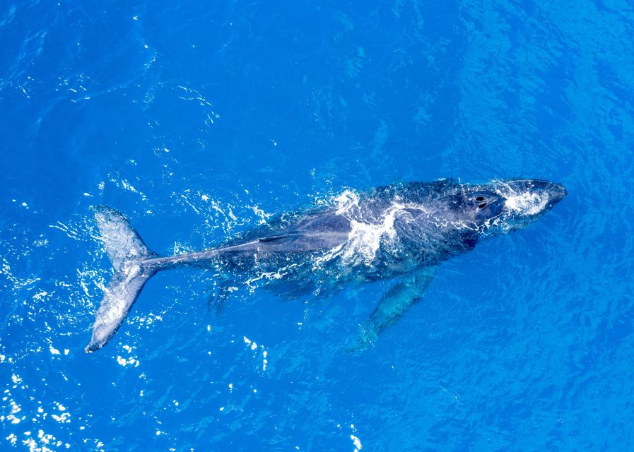 From Maalaea: Whale Watching Catamaran Cruise with Drinks - Before whales: safety briefing and quick warm-up (about 30 minutes)