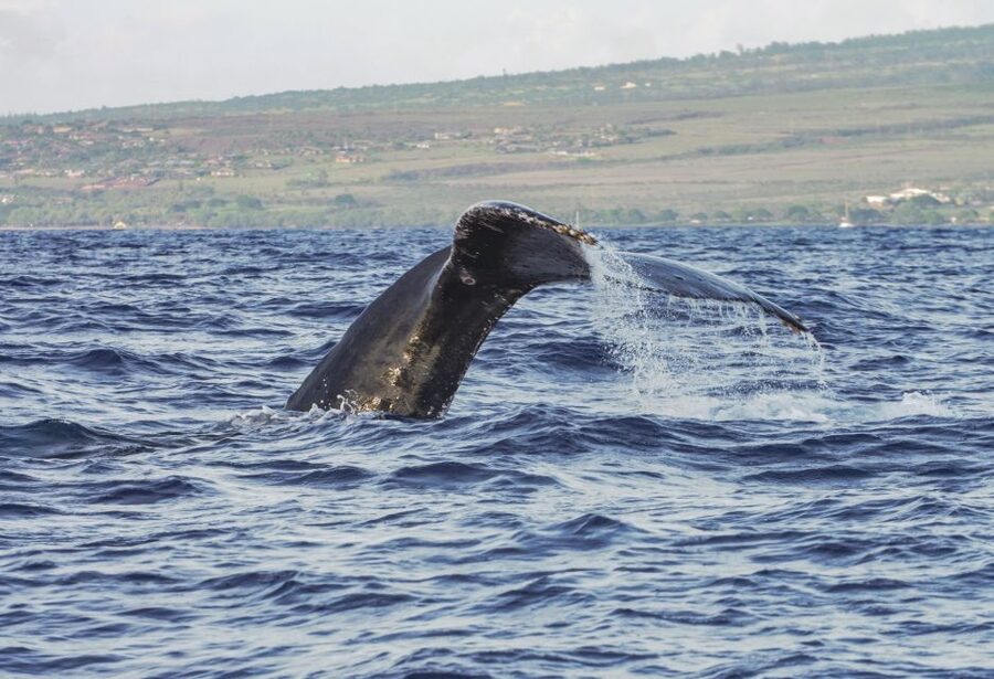 From Maalaea: Whale Watching Catamaran Cruise with Drinks - Underwater hydrophones: hearing whale songs like a science moment