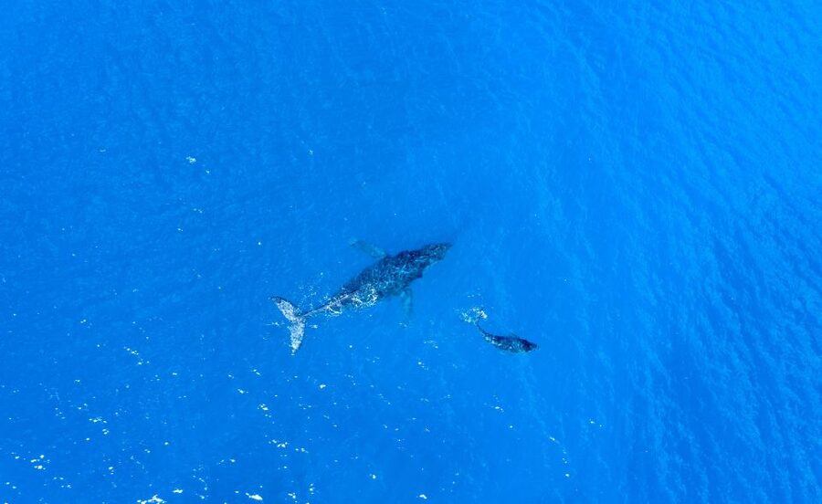 From Maalaea: Whale Watching Catamaran Cruise with Drinks - West Maui, Molokai, and Lanai: the scenery between whale sightings