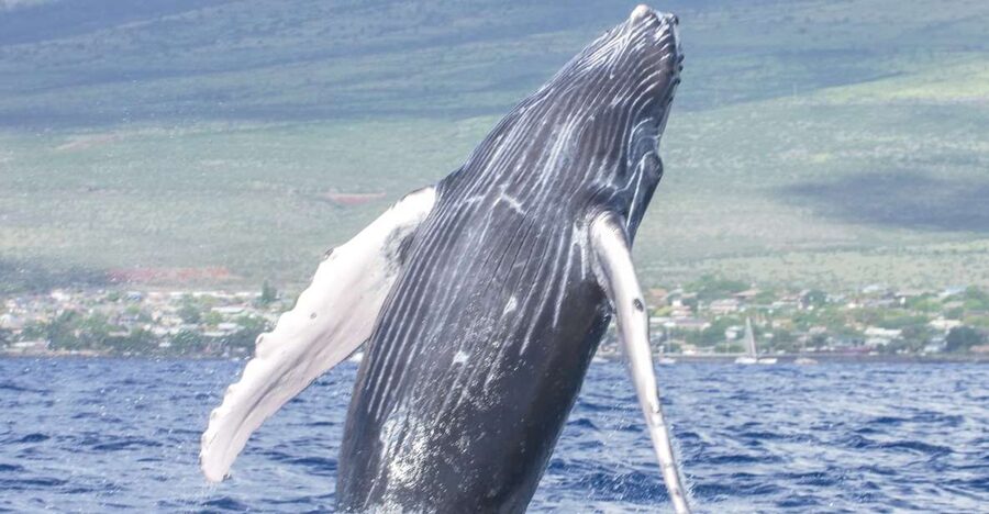 From Maalaea: Whale Watching Catamaran Cruise with Drinks - Drinks, music, and comfort on Winona