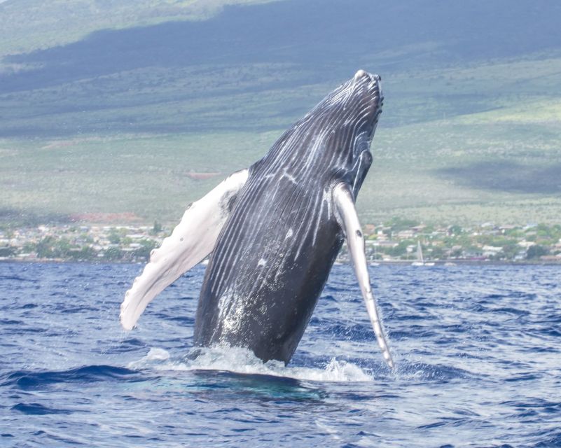 From Maalaea: Whale Watching Catamaran Cruise with Drinks - What to bring so you don’t spend your trip thinking about sun and motion
