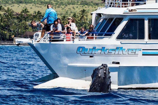 From Maalaea: Whale Watching Tour Aboard the Quicksilver - Maalaea Harbor Boarding: park smart and check in early