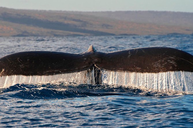 From Maalaea: Whale Watching Tour Aboard the Quicksilver - Underwater hydrophones: hearing whale songs changes the whole trip