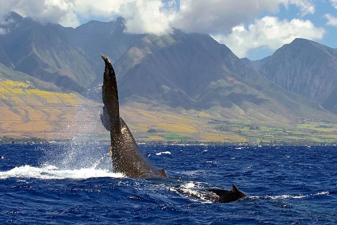 From Maalaea: Whale Watching Tour Aboard the Quicksilver - Should You Book This Quicksilver whale watching tour?