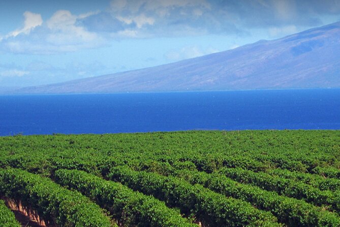 Fun & Affordable! West Maui Open-Air Sightseeing Tour! - Banyan Tree Forest and Nakalele Blowhole: When the Route Gives You Bonus Stops