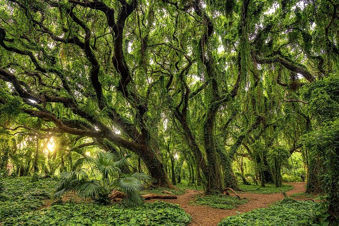 Fun! Open-Air Banyan Tree Forest & Blowhole Sight-Seeing MauiTour - The Banyan Tree Forest: Strange-Beautiful Maui That Doesn’t Need a Camera