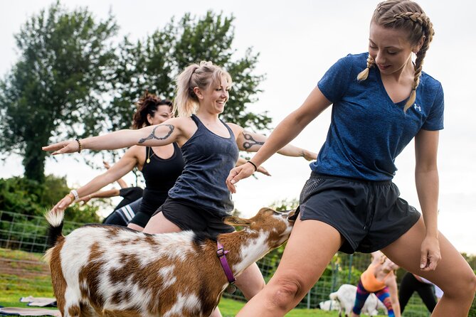 Goat Yoga with Miniature Goats In Maui - The Sunrise and Valley-to-Ocean Views That Make It Worth the Morning