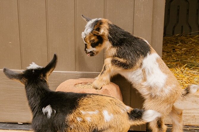 Goat Yoga with Miniature Goats In Maui - What to Bring (and What You Can Skip)