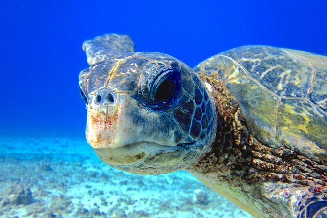 Guided Scuba Dive in Lahaina: Certified - Why This Shore Session Helps When Your Skills Feel Rusty