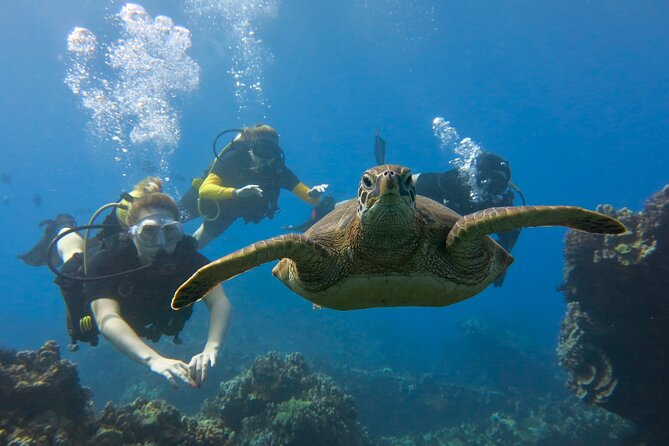 Guided Scuba Dive in Lahaina: Certified - Skills Coaching That Stays Serious (Even When It’s Fun)