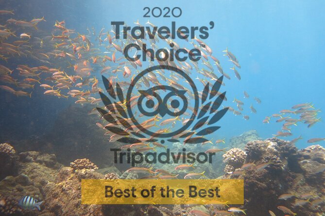 Guided Scuba Dive in Lahaina: Certified - Equipment Included: Less Hassle, Fewer Day-of Problems