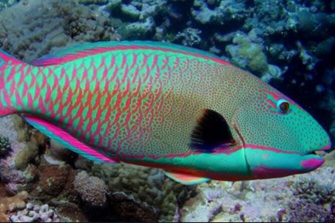 Guided Snorkeling for Beginners with Flotation Wetsuit - The safety system: buoyancy, guide visibility, and simple group rules