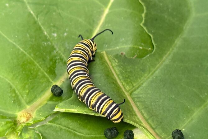 Haiku Butterfly Garden - 1st stop on the Road to Hana! - Key Highlights Before You Go