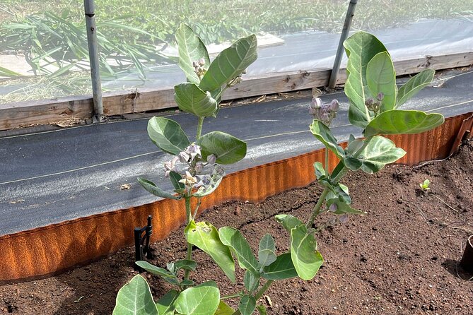 Haiku Butterfly Garden - 1st stop on the Road to Hana! - Guided Tour Pacing for a 25-Minute Hana Day