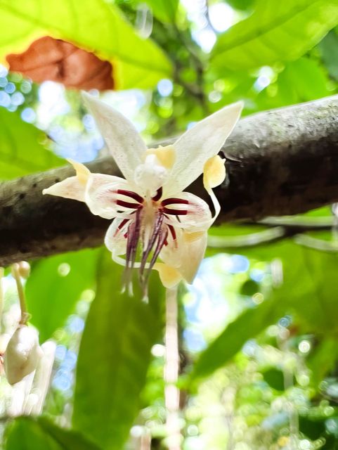 Haiku: Waterfall, Rainforest, and Handcrafted Chocolate Tour - Key things that make this tour worth your time