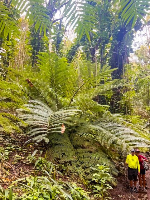 Haiku: Waterfall, Rainforest, and Handcrafted Chocolate Tour - Rainforest Plants, History Stories, and the Guide-Driven Feel