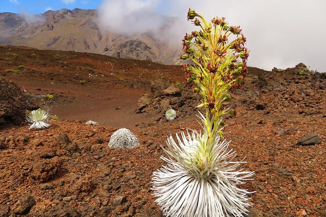 Haleakala Summit Best Self-Guided Bike Tour with Bike Maui - The 15-Mile Summit Descent and the Famous Switchbacks