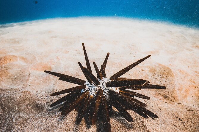 Half-Day Deluxe Molokini Snorkel Excursion in Maui - Food and drinks: the part that boosts the whole value