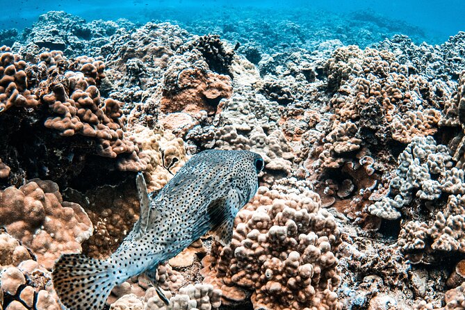 Half-Day Deluxe Molokini Snorkel Excursion in Maui - The photographer onboard: how to get your pictures