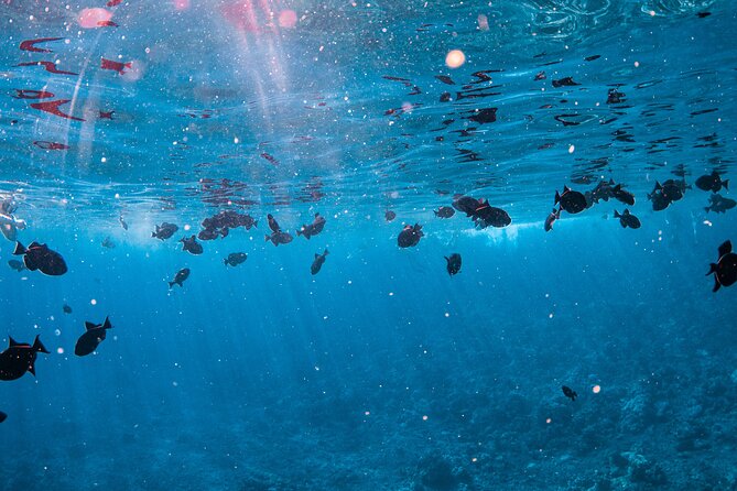 Half-Day Deluxe Molokini Snorkel Excursion in Maui - Comfort on the water: motion sickness is real, and help is possible