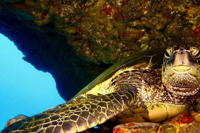 Half Day Snorkel to Lanai from Kaanapali Beach + Dolphin Search - Two snorkel stops on Lanai: fish, coral, turtles, and octopus
