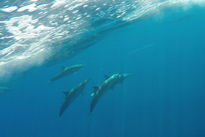 Half Day Snorkel to Lanai from Kaanapali Beach + Dolphin Search - Value check: what you’re really paying for at $192.80