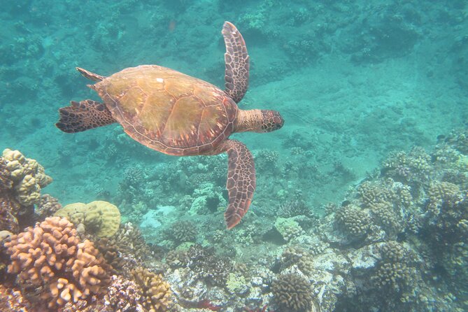 Hawaiian Canoe Sailing Experience in Maui - The Weather Reality: Small Craft Means You Respect Conditions