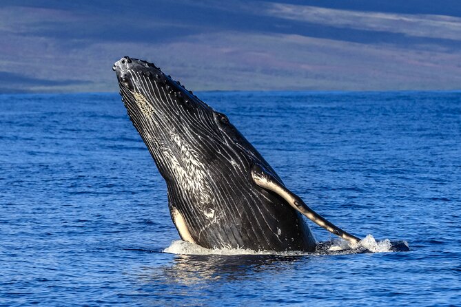 HIGH QUALITY Whale Watch Adventure Aboard Luxury Super Raft - A Maui Super Raft whale watch that feels close, not crowded