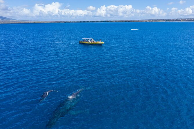 HIGH QUALITY Whale Watch Adventure Aboard Luxury Super Raft - What happens during the trip: Maalaea Harbor, then the Maui Ocean Center area