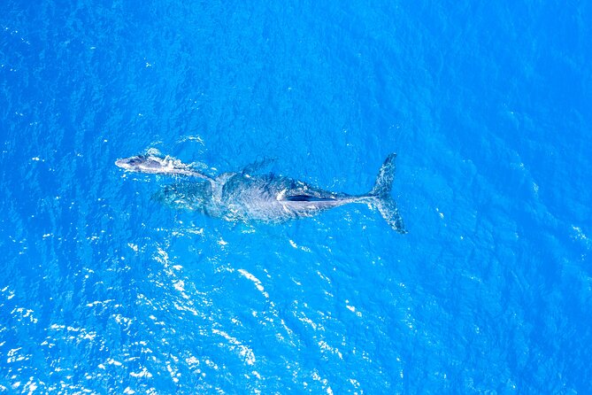 HIGH QUALITY Whale Watch Adventure Aboard Luxury Super Raft - Ride comfort on windy days: what to expect and how to set expectations