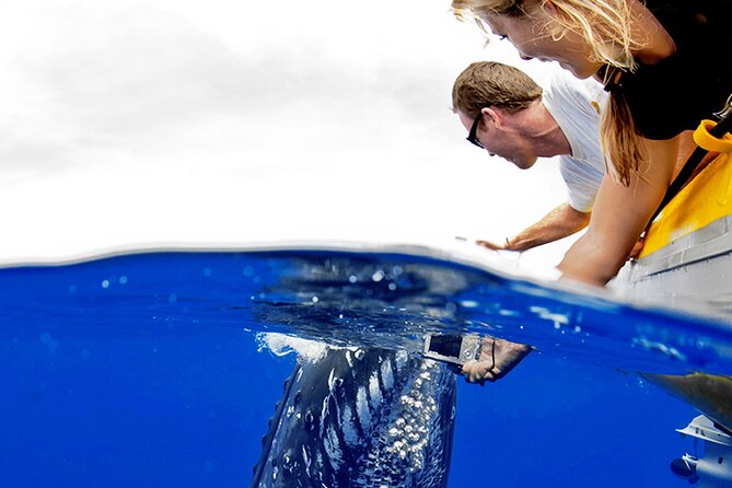 HIGH QUALITY Whale Watch Adventure Aboard Luxury Super Raft - Maalaea Harbor start: where the tour begins and how to plan your timing