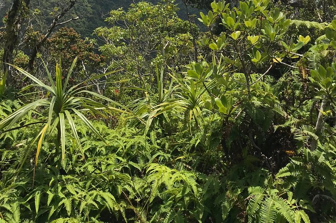 Hike Honolua Ridgeline - Walking sticks, group size, and the pace that fits most bodies
