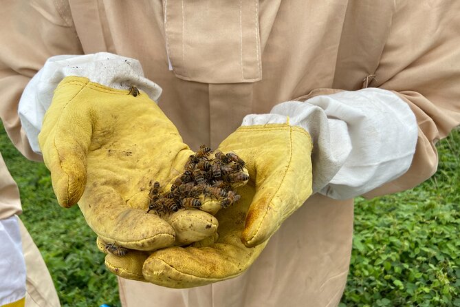 Honey Bee Adventure at the Maui Honey Bee Sanctuary - Live Hive Viewing: Close Enough to Understand, Safely Guided