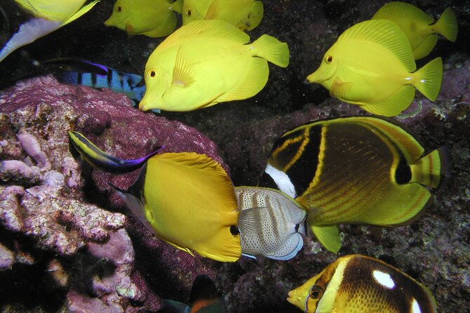 Intro/Refresher Dive Swim Ability Required - Sea Life Spotting: Turtles Are the Star Mentioned