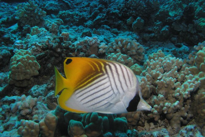 Intro/Refresher Dive Swim Ability Required - Optional Turtle-and-Shark Water Time (Book Fast)