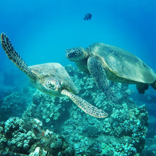Ka'anapali Beach: Coral Reef Snorkel and Turtle Spotting - What to bring: keep it simple