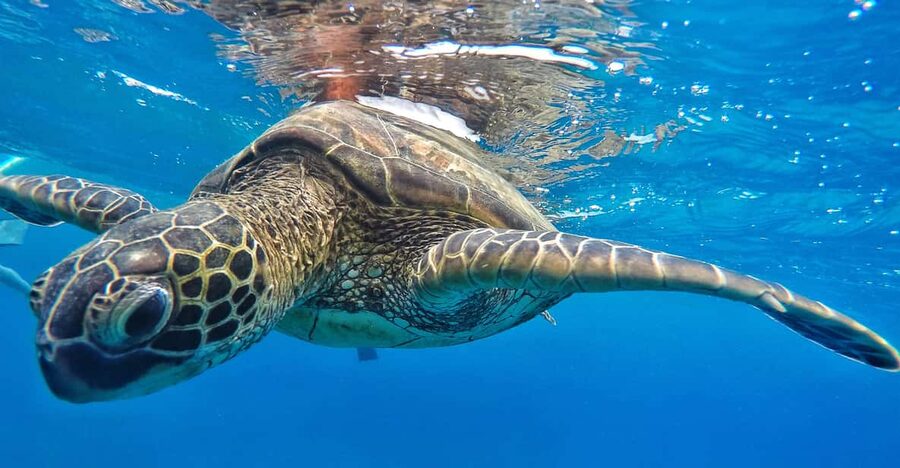 Ka'anapali Beach: Coral Reef Snorkel and Turtle Spotting - Marine life highlights: what you’re actually aiming to see