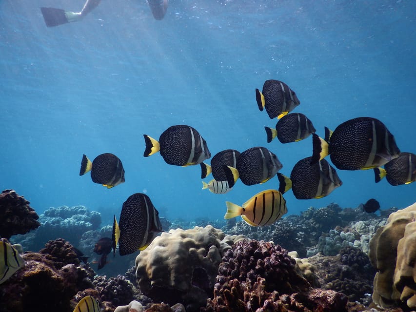 Ka'anapali Beach: Coral Reef Snorkel and Turtle Spotting - Who this snorkeling trip is best for (and who should skip it)