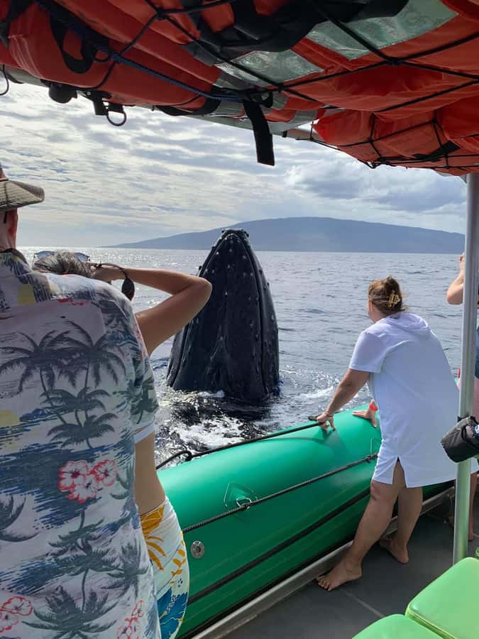 Ka'anapali: Whale Watching Boat Tour - Key Highlights at a Glance
