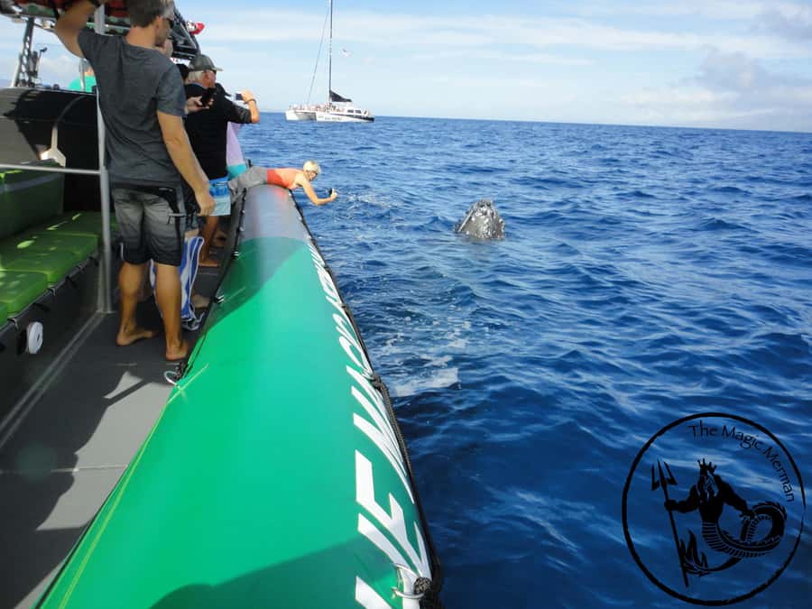 Ka'anapali: Whale Watching Boat Tour - Naturalists on board: how you get more than just spotting