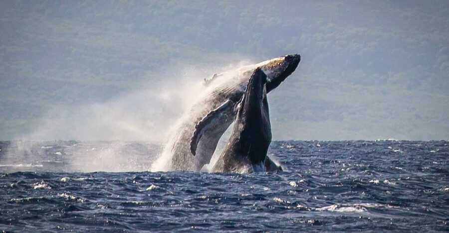 Kaanapali: Whale Watching Cruise with Open Bar - Quick takeaways before you sail