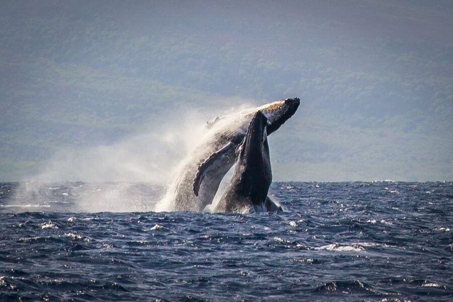 Kaanapali: Whale Watching Cruise with Open Bar - Two hours of catamaran time: comfort, room, and the mood