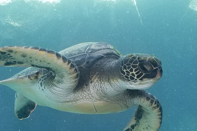 Kayak and Snorkel: Maui West Shore - The 2.5-Hour Rhythm: What the Paddling Actually Feels Like