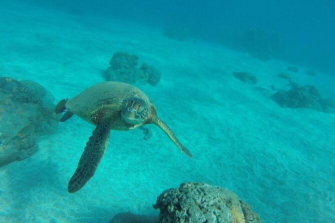 Kayak and Snorkel: Maui West Shore - The Guide Experience: What Makes the Difference (and Where It Can Go Wrong)