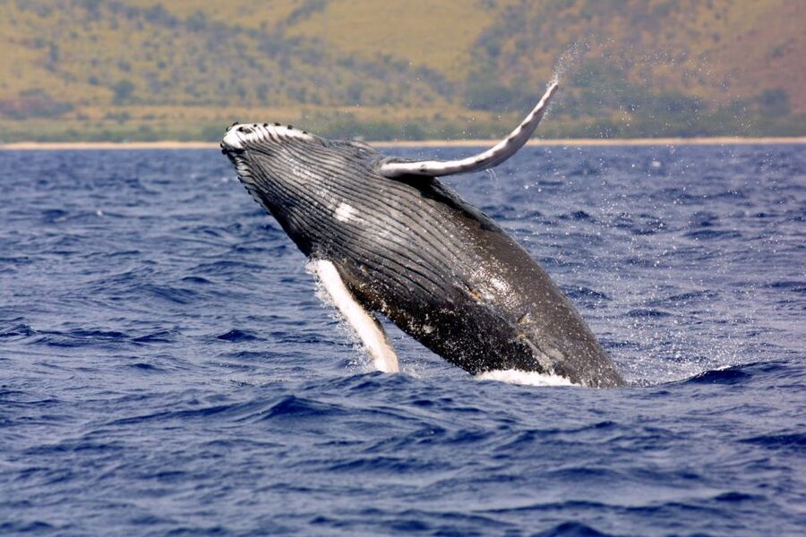 Kayak and Snorkel West Maui at Olowalu - Key highlights worth your attention