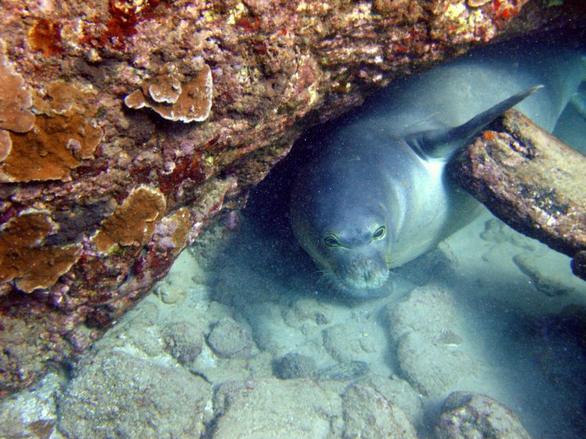 Kayak and Snorkel West Maui at Olowalu - Guides and marine know-how: why the human part matters