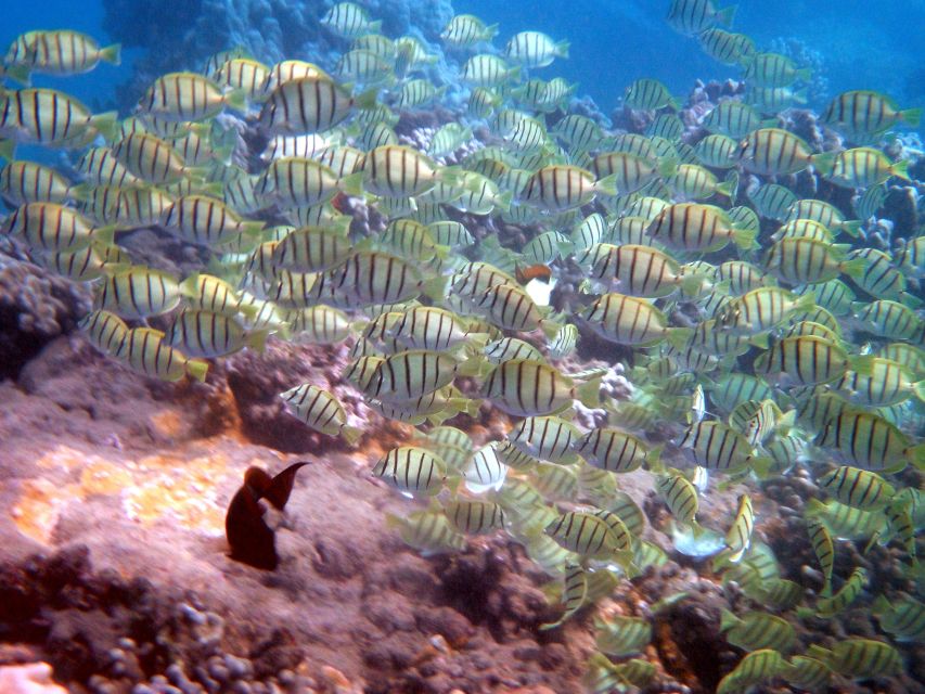 Kayak and Snorkel West Maui at Olowalu - Reef and fish time: what you can realistically expect